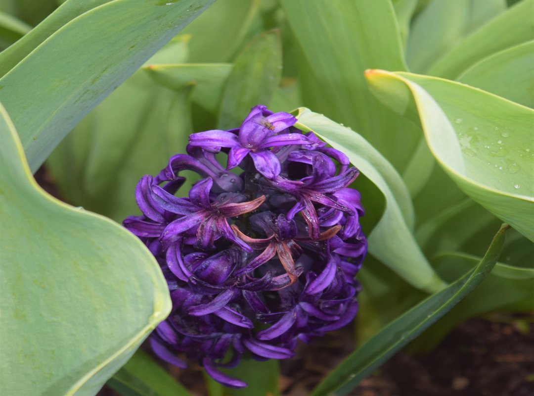 budget eat like local