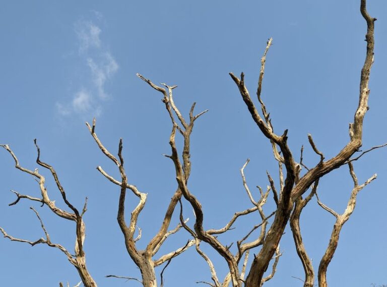 How Many Branches Does Tuzialadu Hotel Have