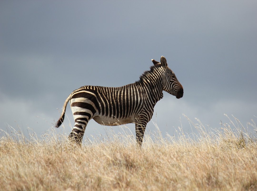 Which Is the Tallest Mountain in Africa Jexptravel